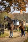 LeMieux Suede Square Dressage Saddle Pad