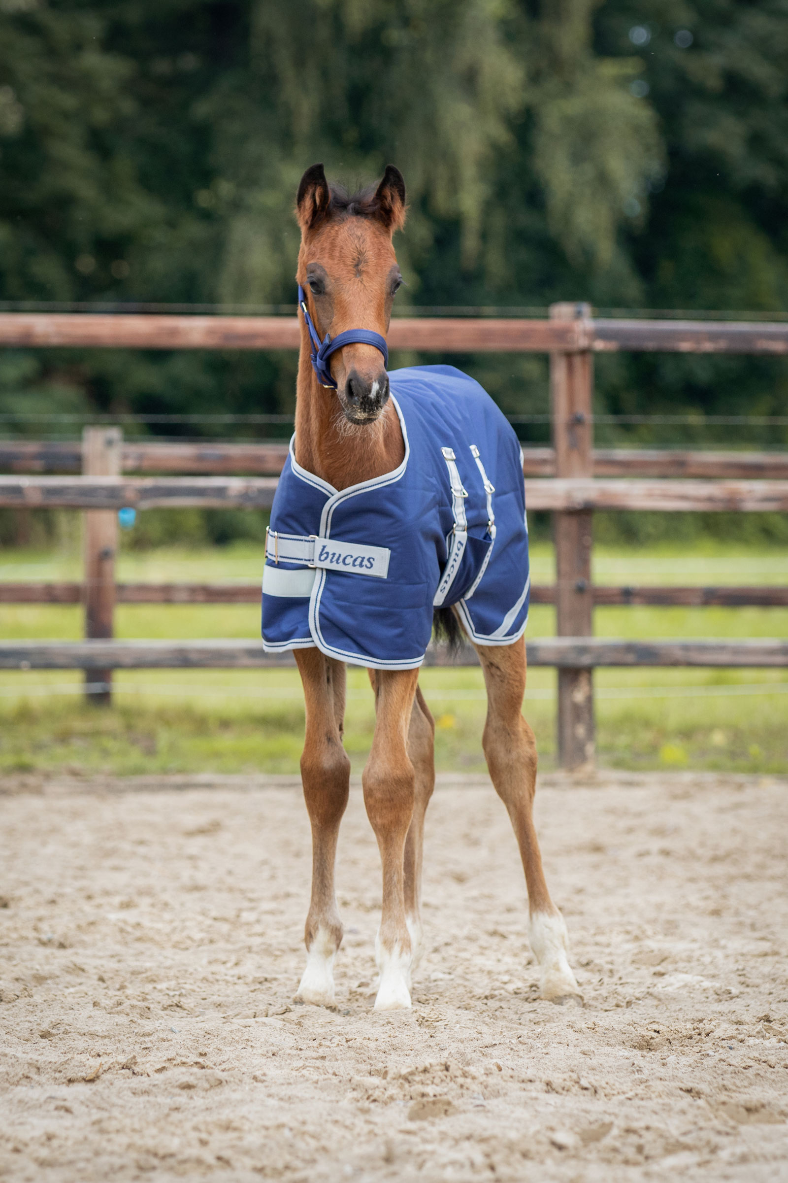 Bucas Foal Turnout Rug, 50g