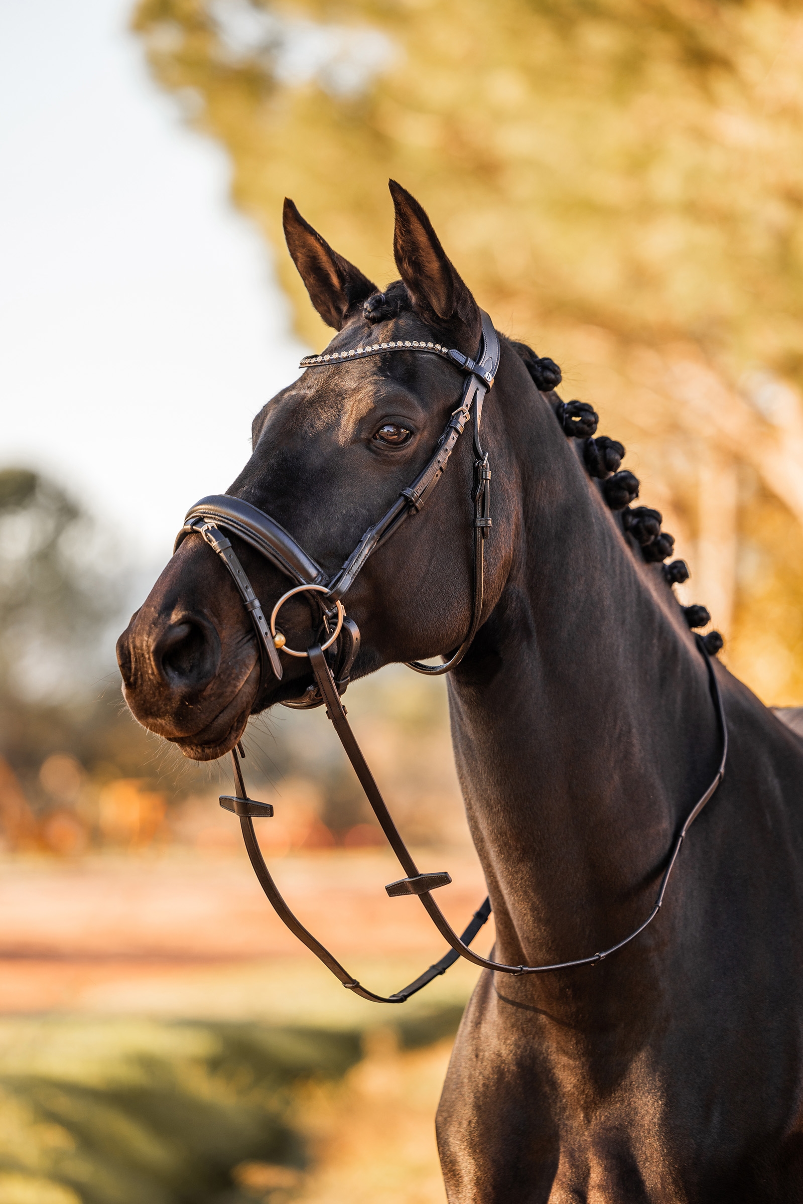 Horze Lockhart Anatomic Bridle