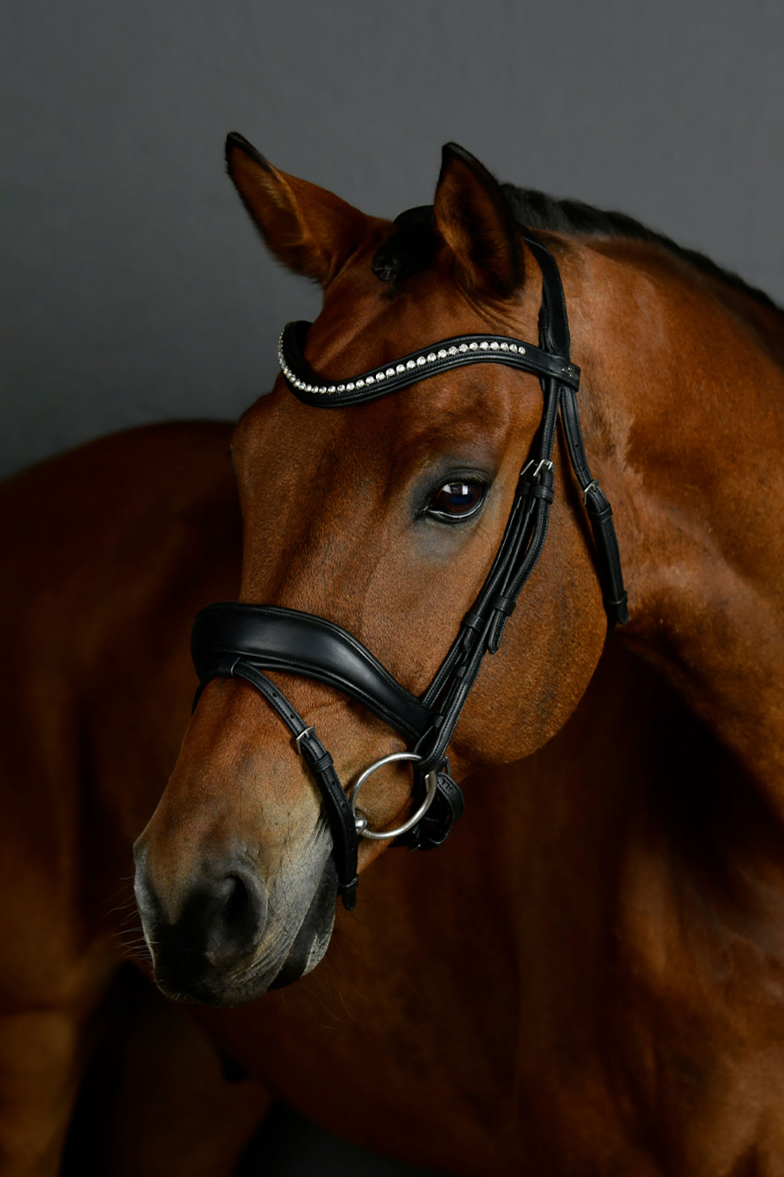Collegiate Comfitec Opulux Padded Dressage Bridle