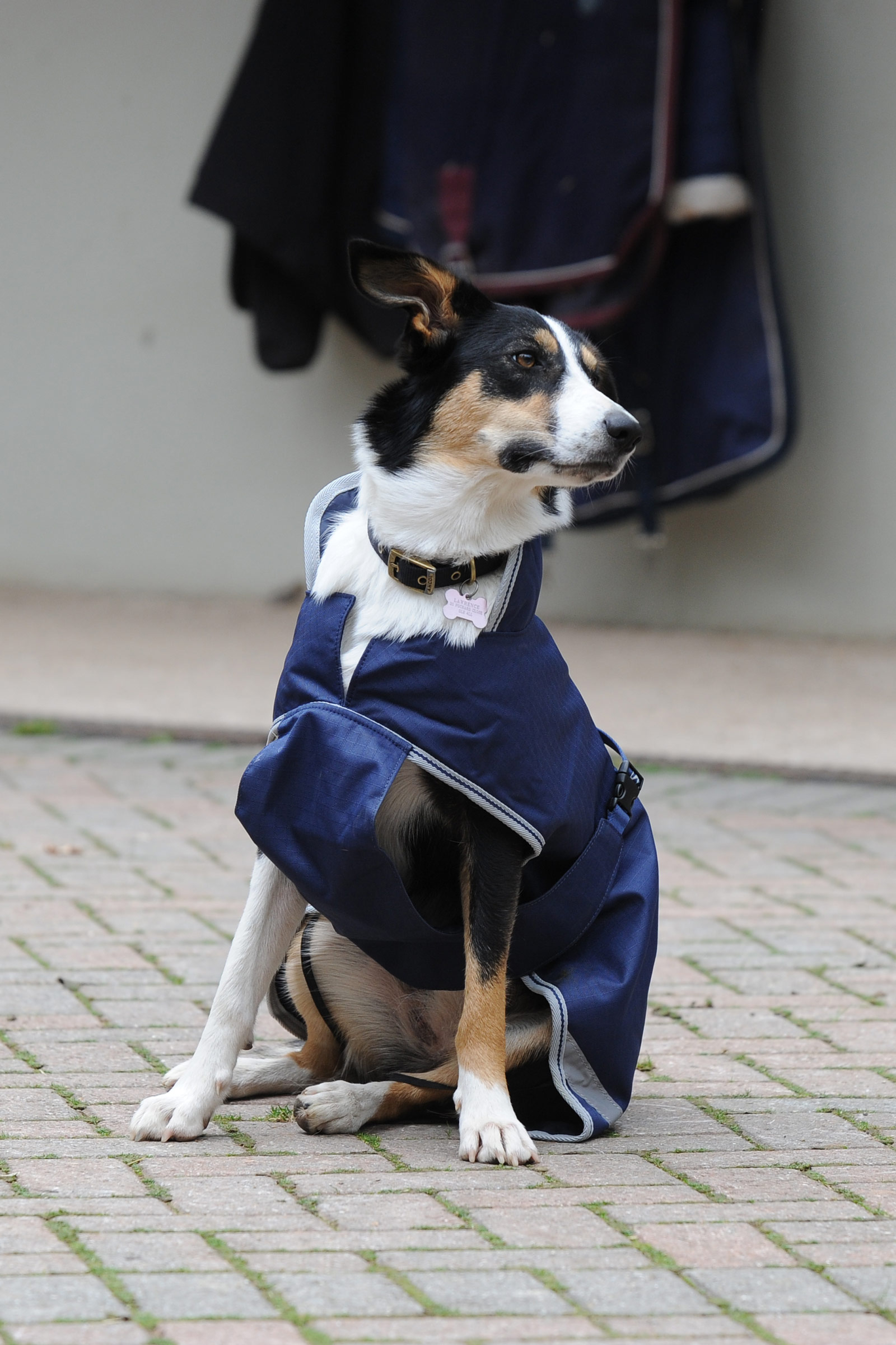 Bucas Freedom Dog Rug, 300g (50-75 cm)