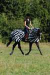 Bucas Buzz-Off Zebra Fly- and Riding Rug