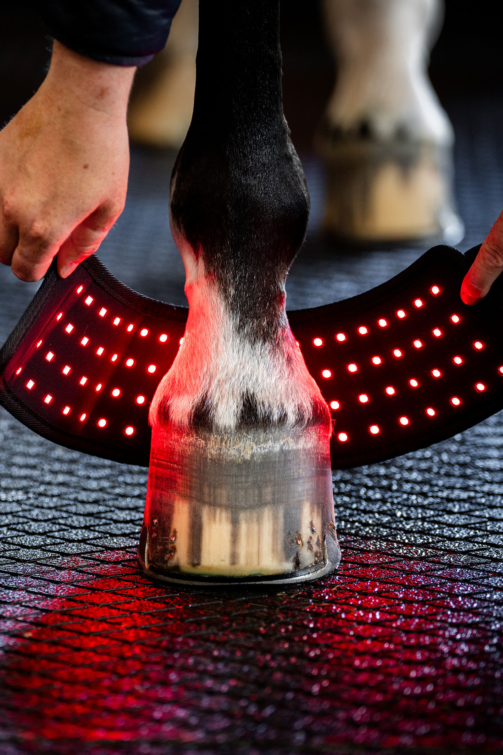 Horseware LED Red Light Therapy Mini Leg Wrap (1 pc.)
