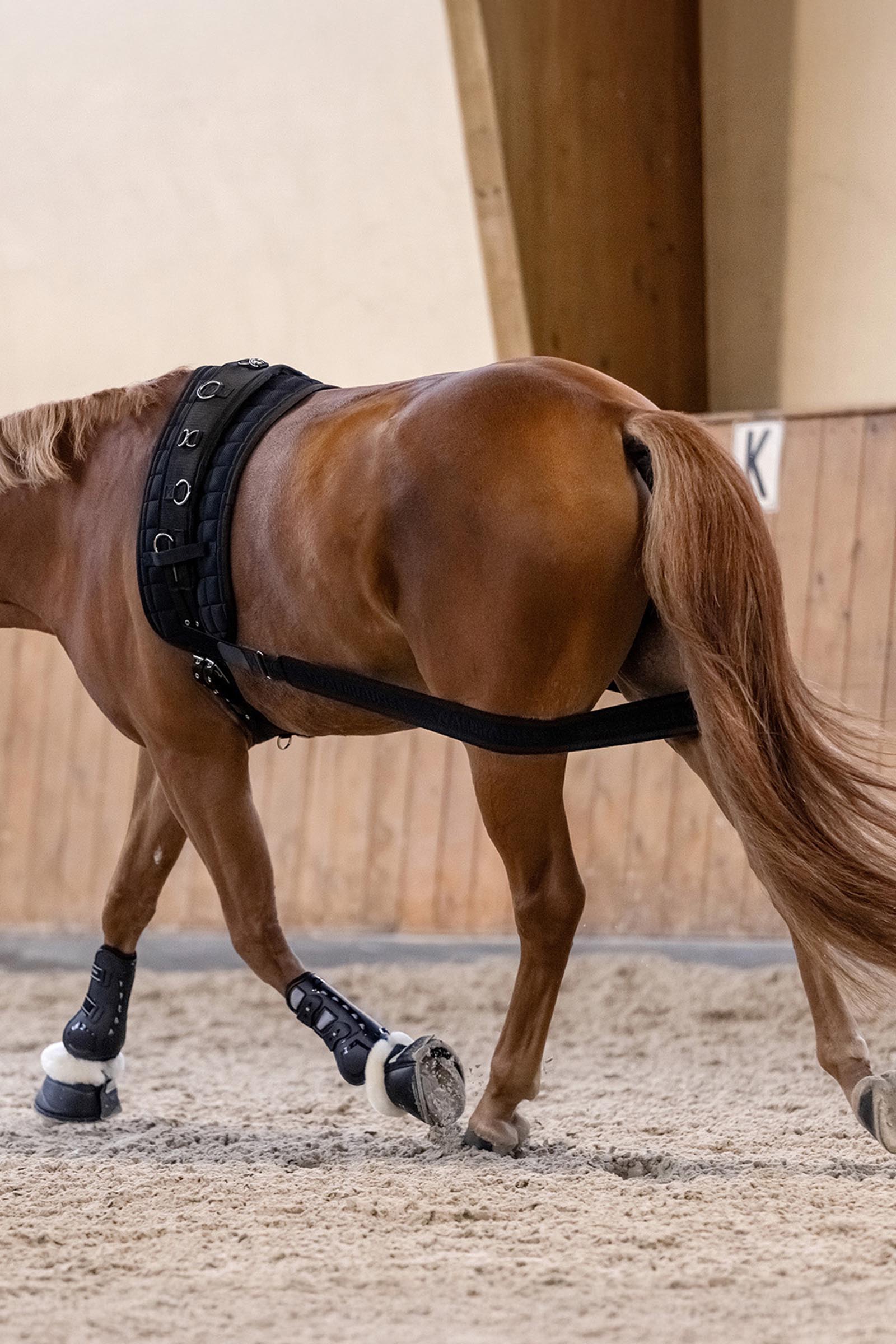 Waldhausen Body Bandage, Activation of the Hindquarters