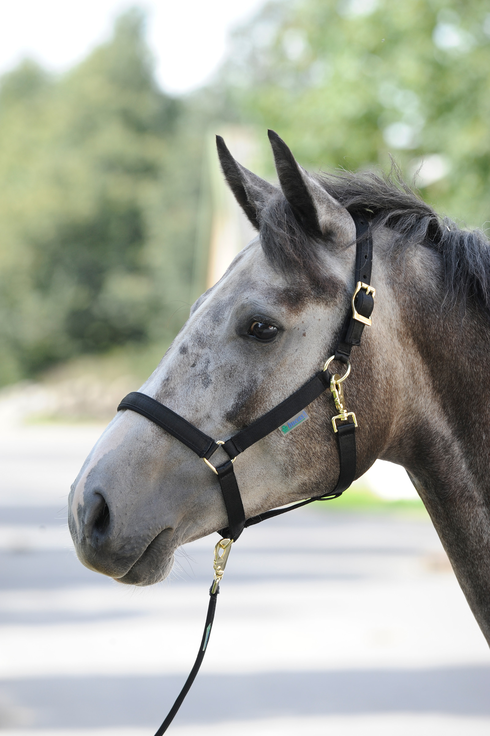 Bucas Dublin Padded Luxury Halter