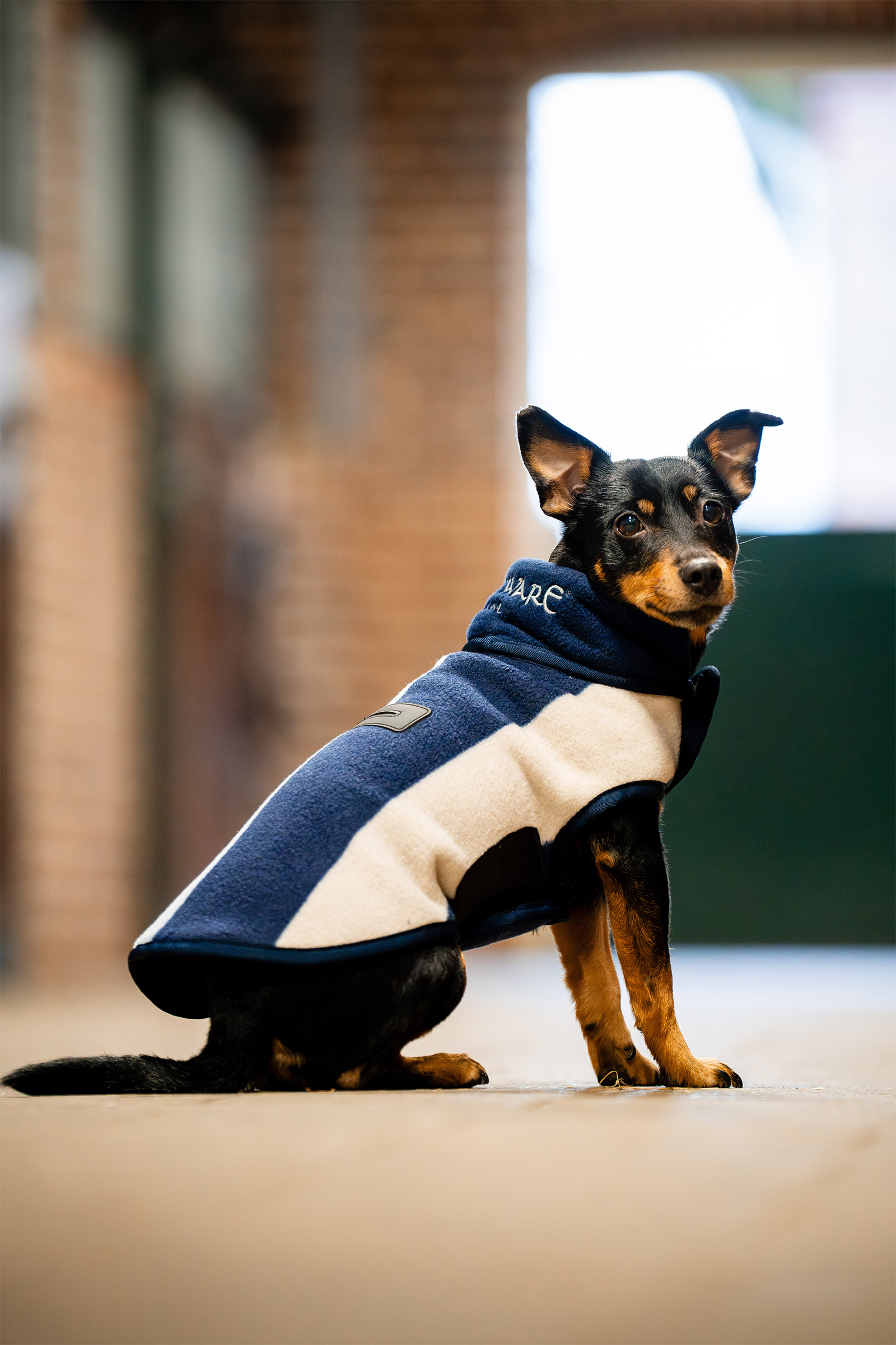 Whitney Navy Horseware Signature Dog Fleece