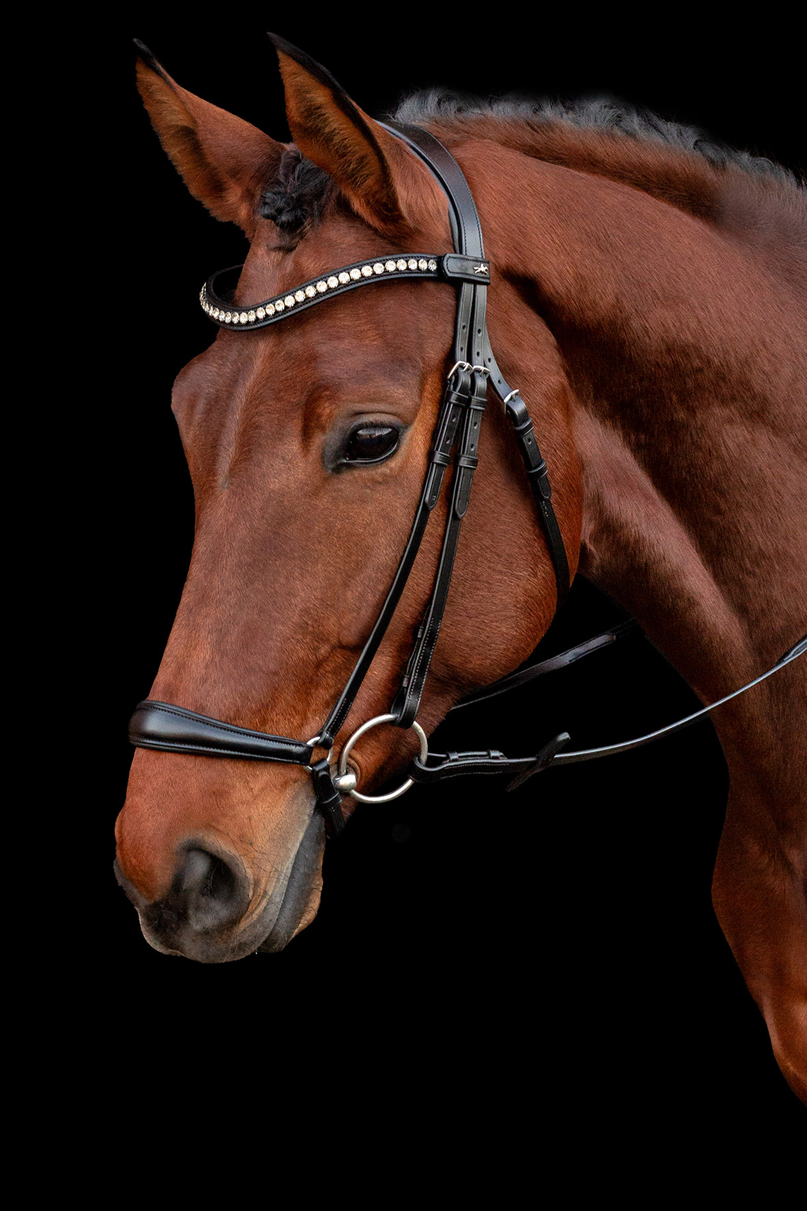 Schockem&ouml;hle Sports Pisa Bridle