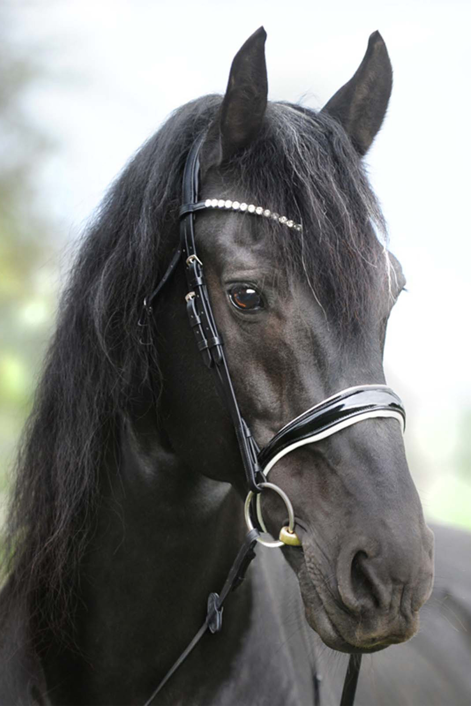 Kavalkade KavalSH4 Juliana English Combined Bridle