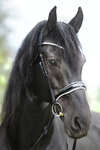 Kavalkade KavalSH4 Juliana English Combined Bridle