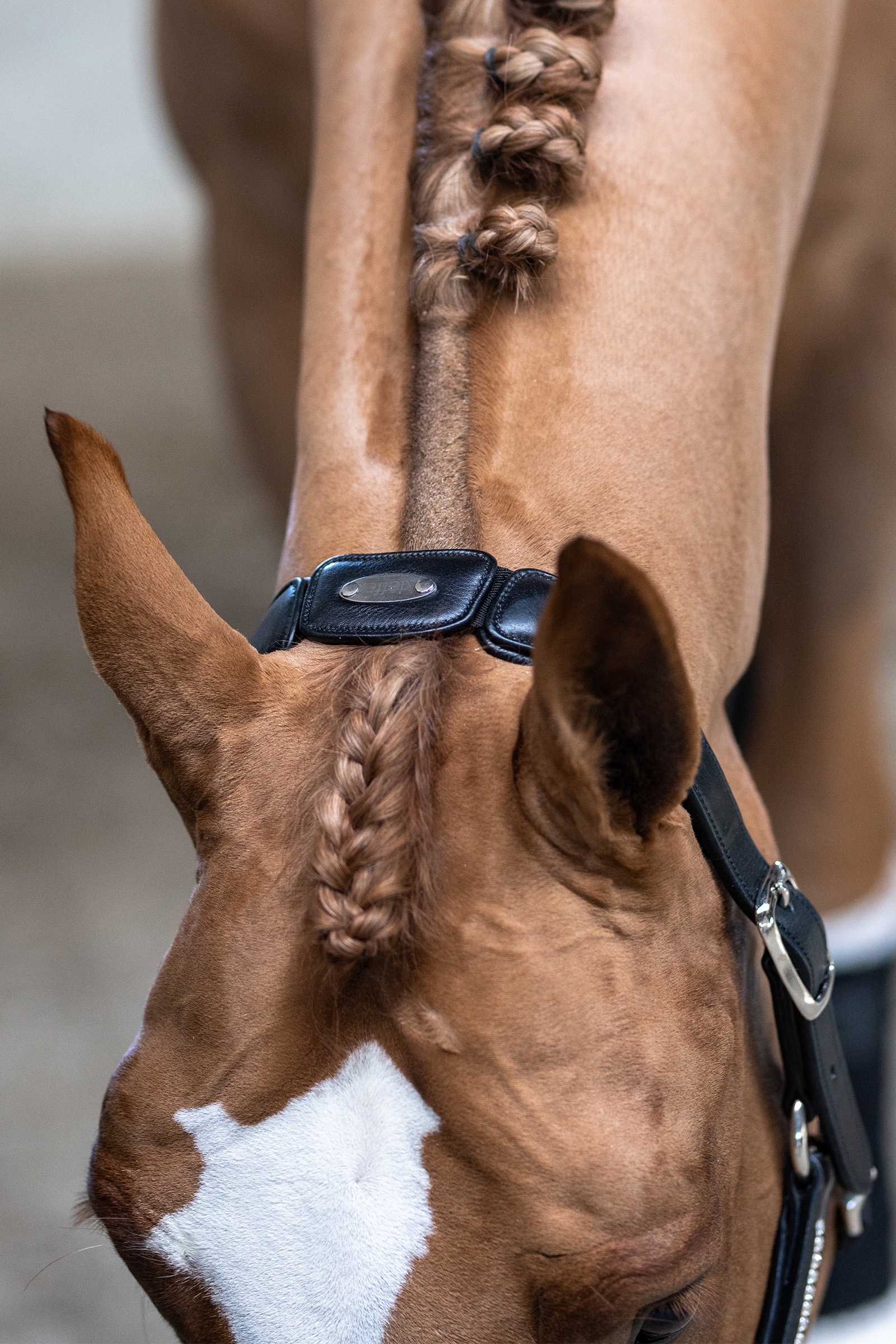 Kieffer Headcollar Ultrasoft&reg; Luna