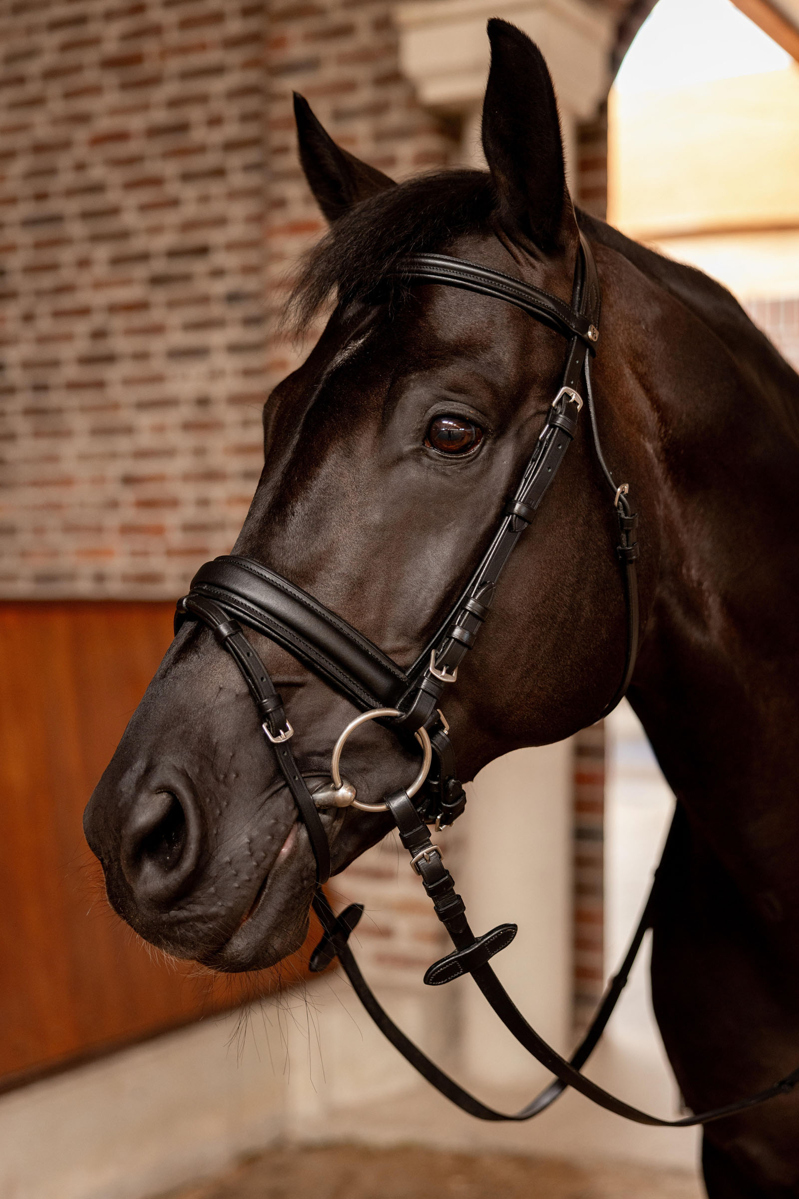 Horze Eternal Gaze Dressage Bridle
