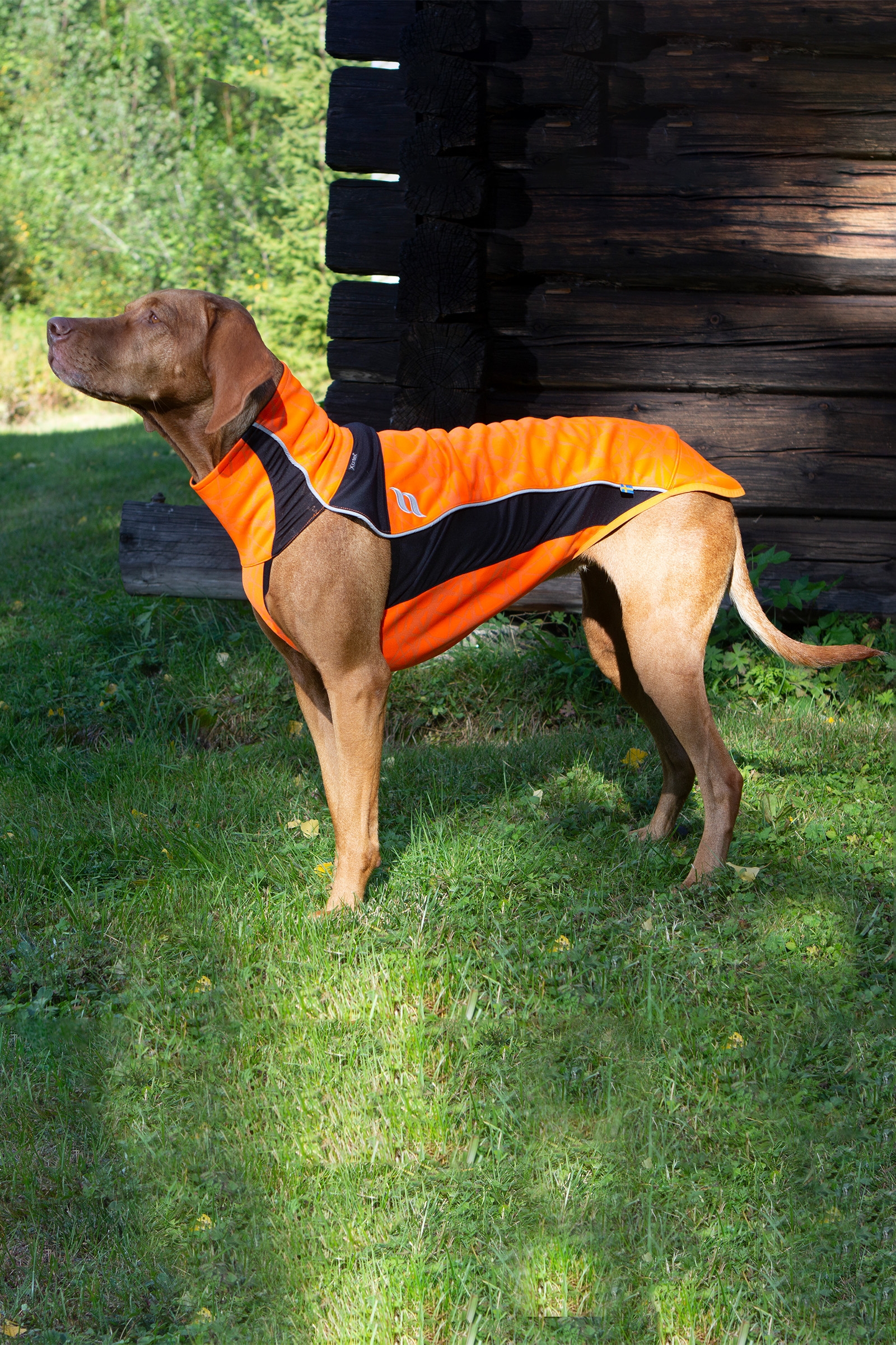 Back on Track Eddie High-Visibility Jumper, 60-70cm