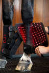 Horseware LED Red Light Therapy Leg Wrap (1 pc.)