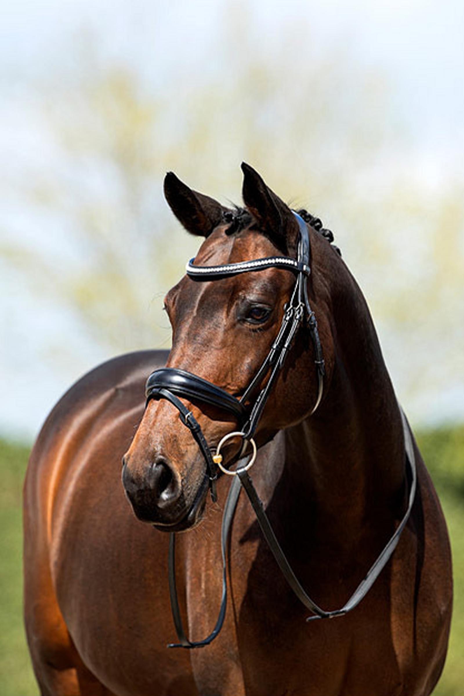 ANKY Anatomic Bridle With Flash Noseband, Padded