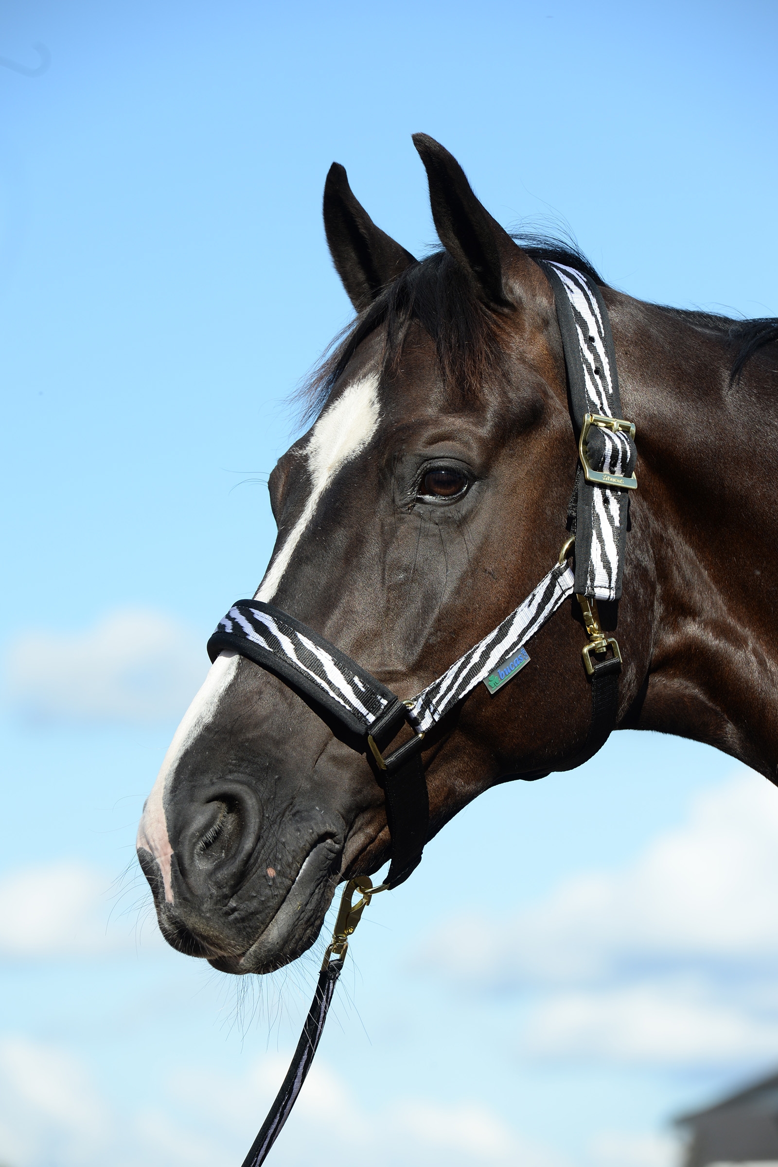 Bucas Comfort Halter