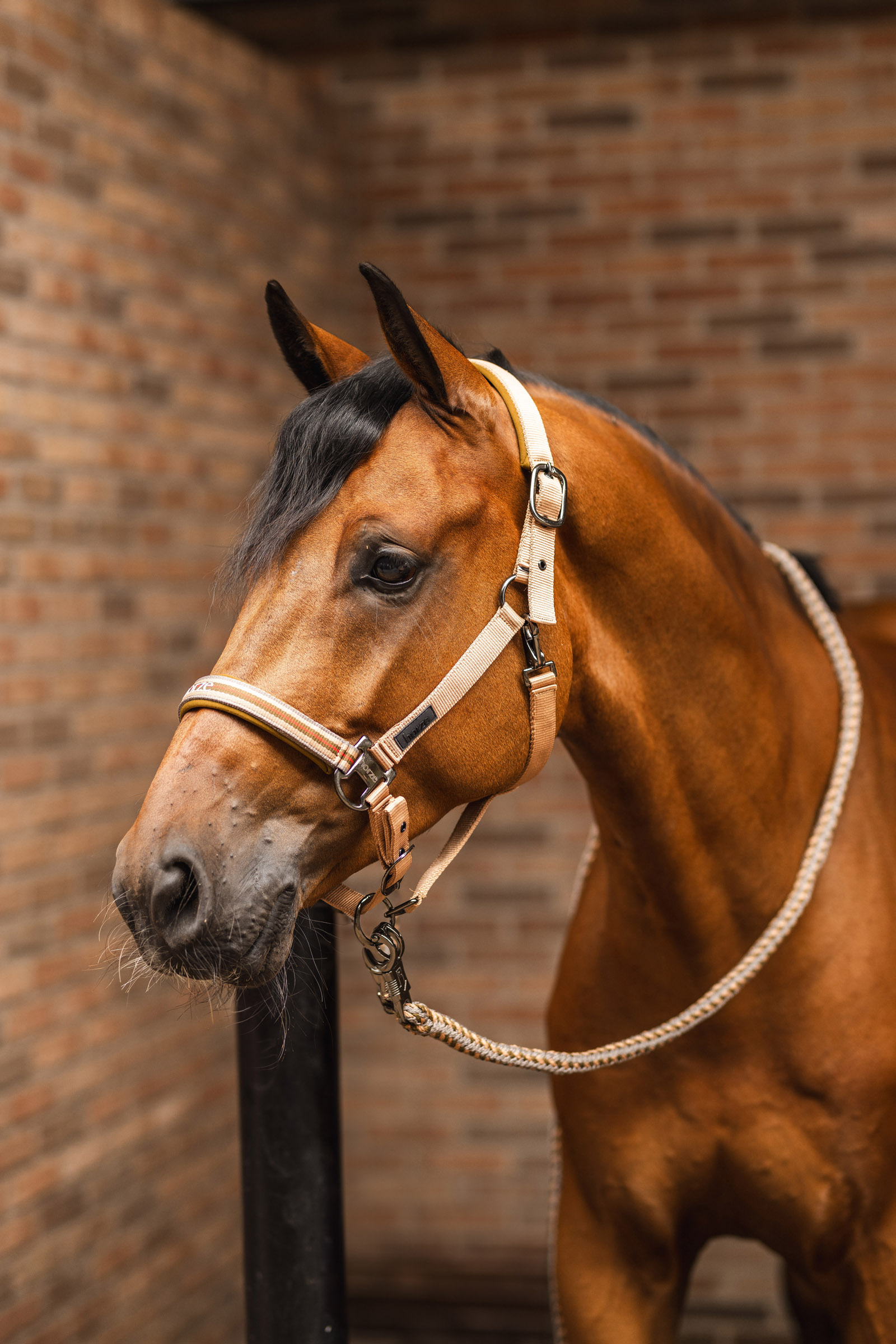 Horze High Life Lead with Panic Hook