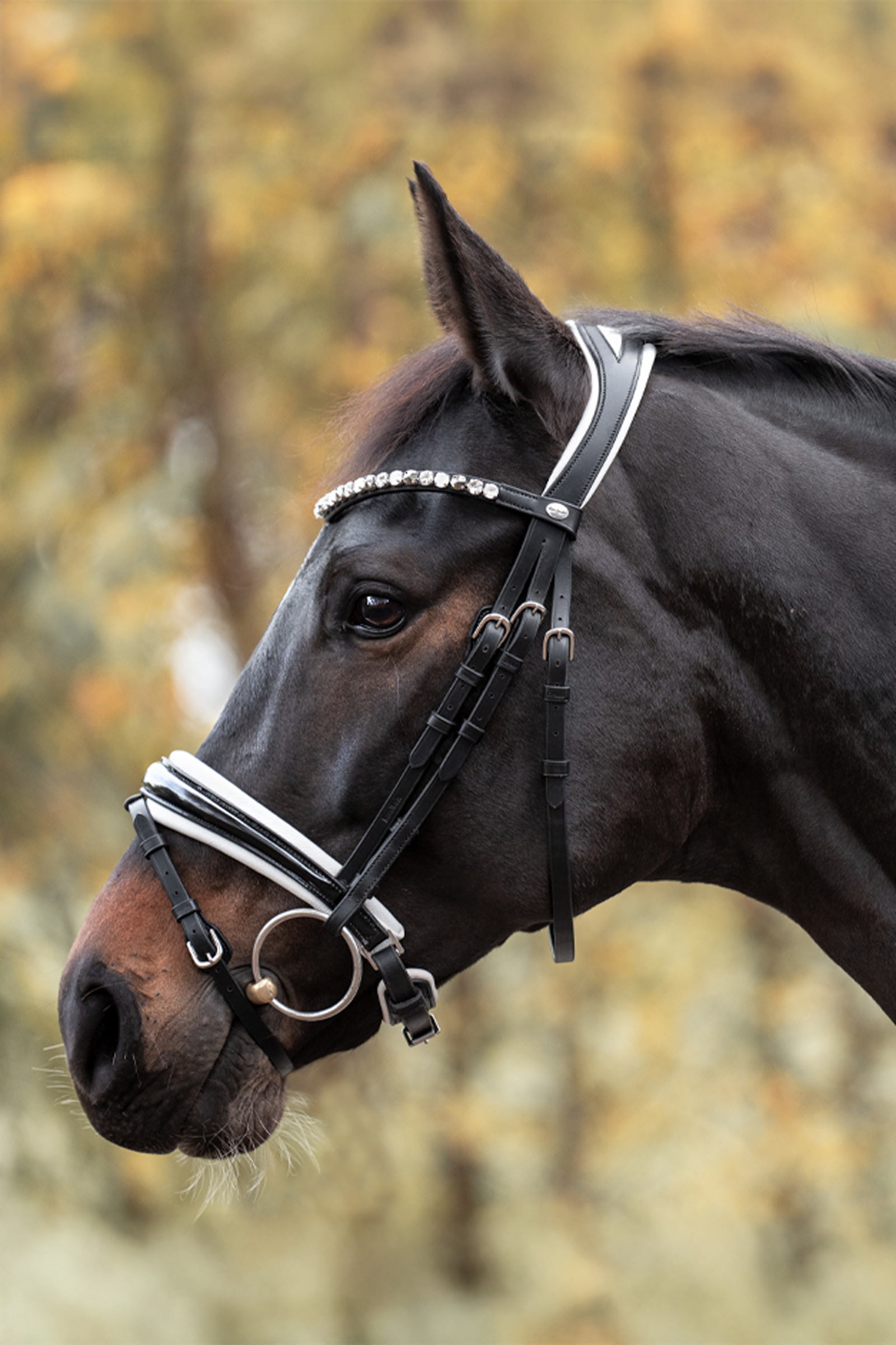 Kavalkade Zora Crank Bridle With Flash