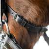 Horze Vienna Anatomic Weymouth Bridle