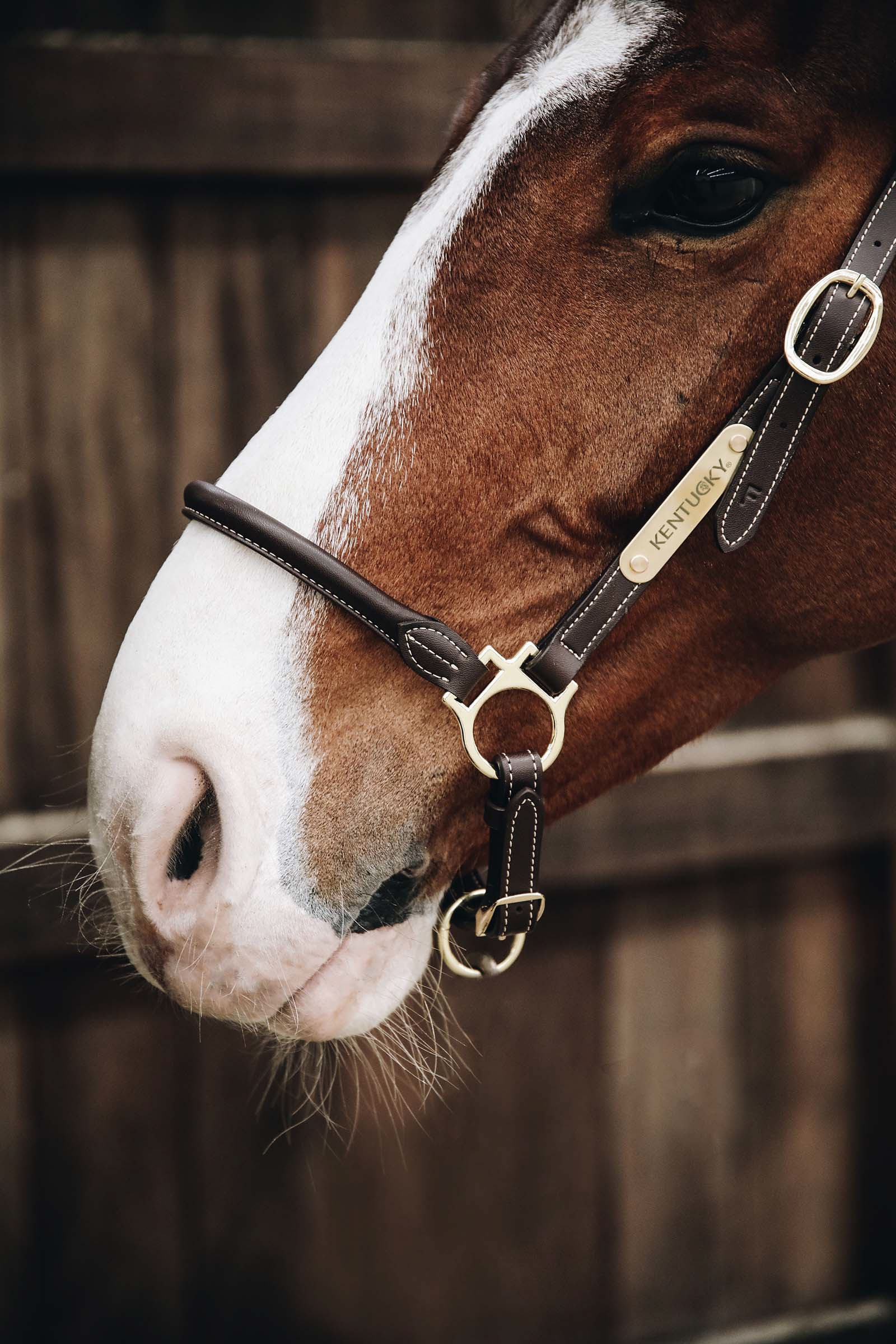 Kentucky Horsewear Leather Grooming Halter