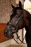 Horze Eternal Gaze Dressage Bridle