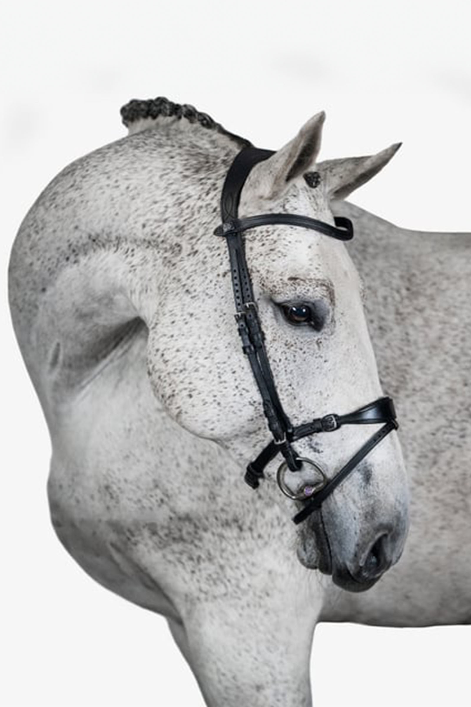 black PS of Sweden Bridle, Mary Lou by Henrik von Eckermann