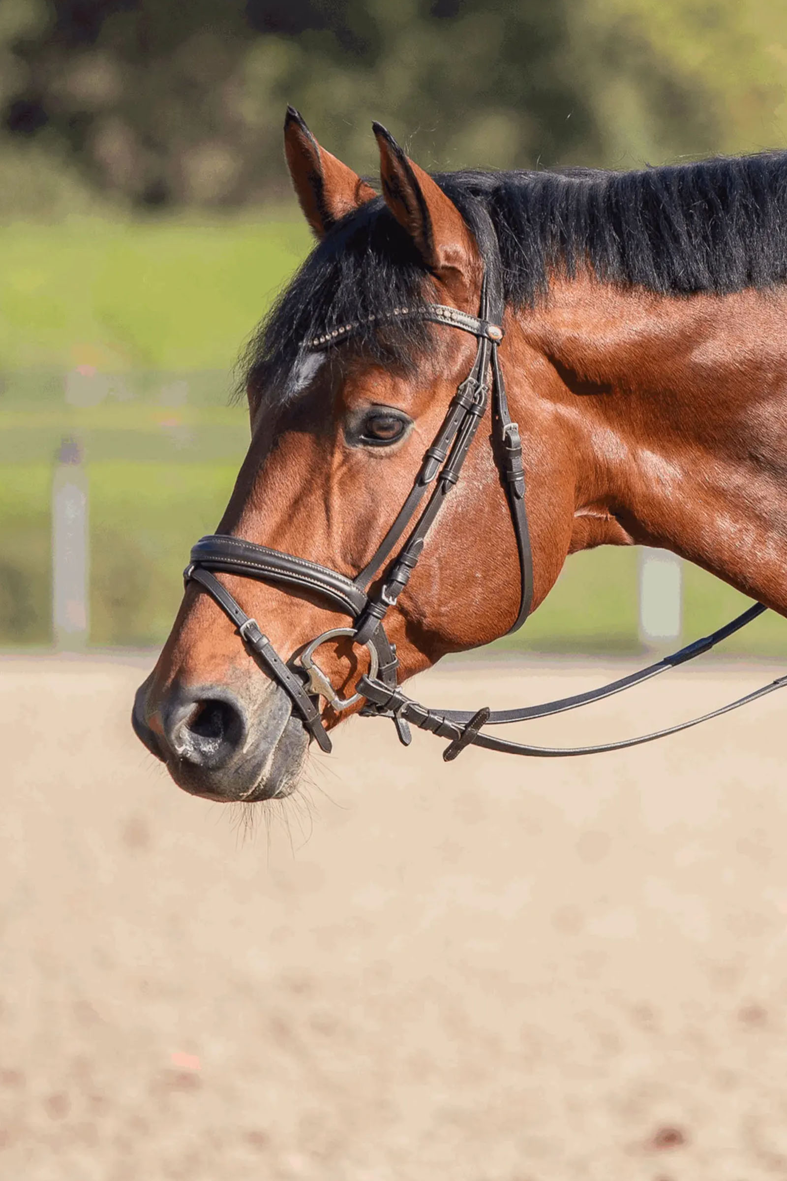 Sprenger Novocontact Eggbutt Bit 14mm Single Jointed Sensogan D-Shaped Rings