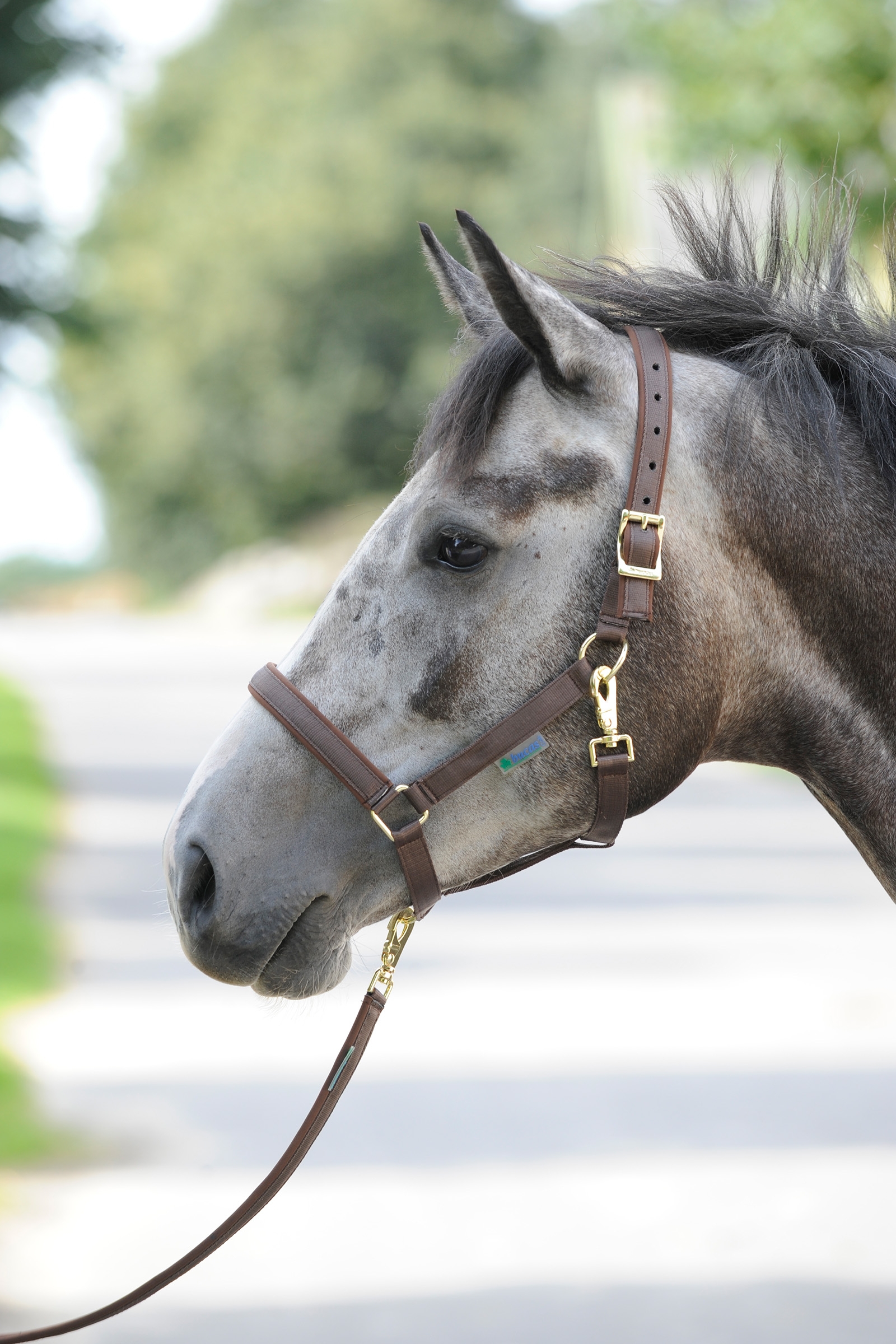 Brown/Brown Bucas Dublin Padded Luxury Halter