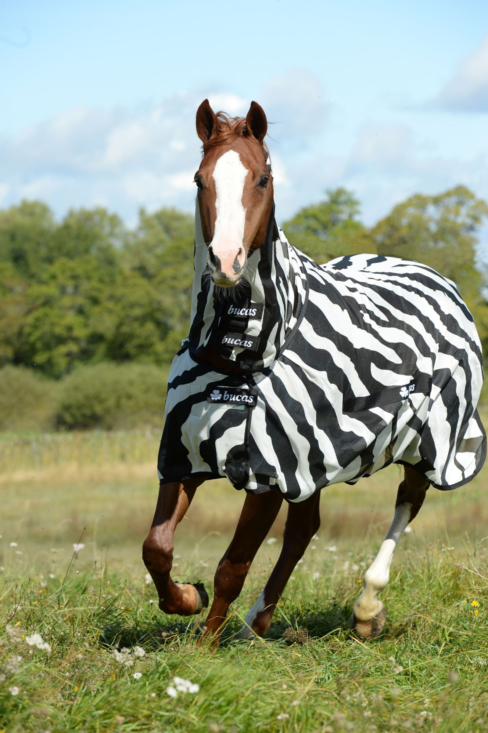 Bucas Buzz Off Zebra Fly Rug with fixed neck