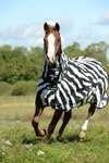 Bucas Buzz Off Zebra Fly Rug with fixed neck