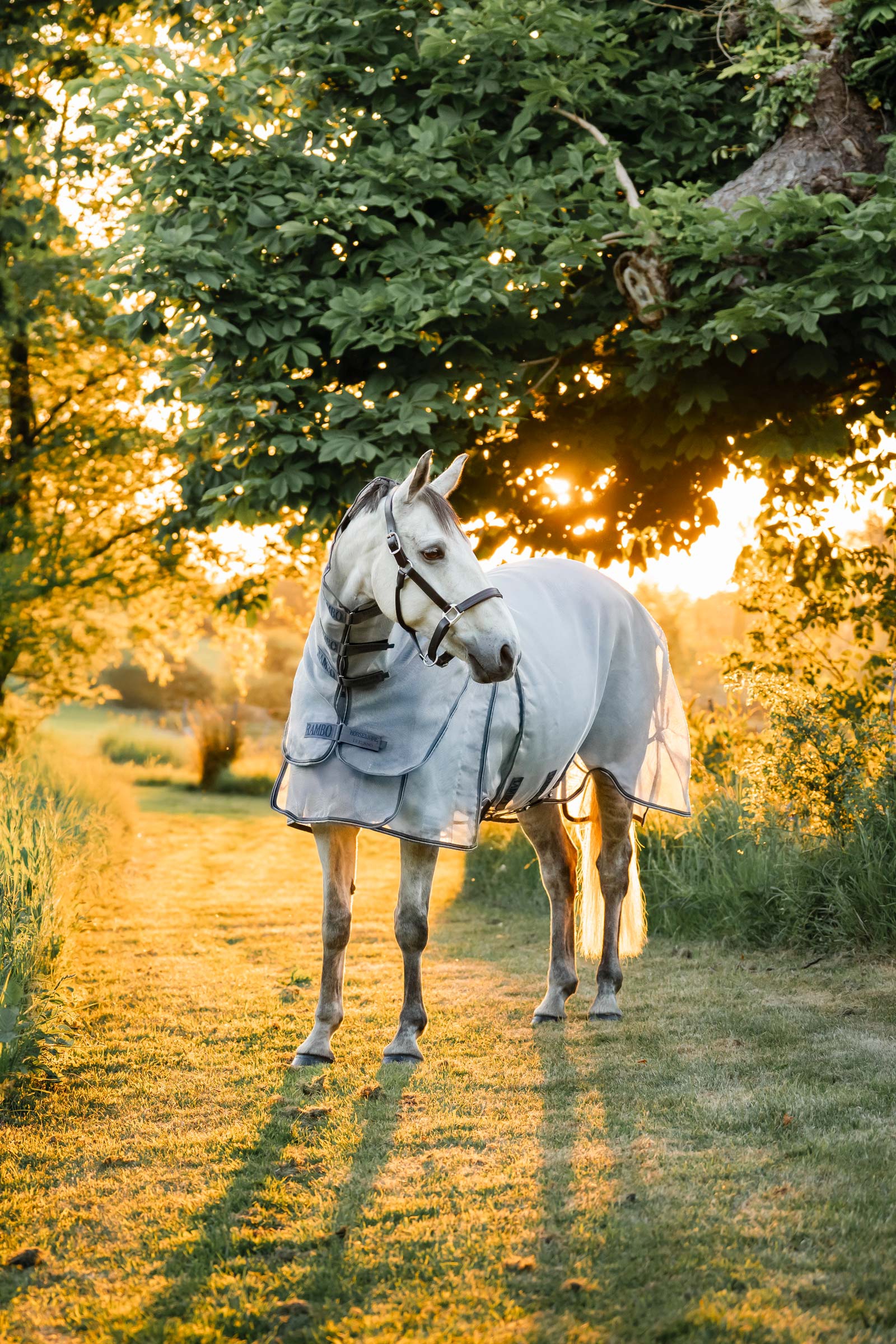 Horseware Rambo Optimo Protector Plus Rug