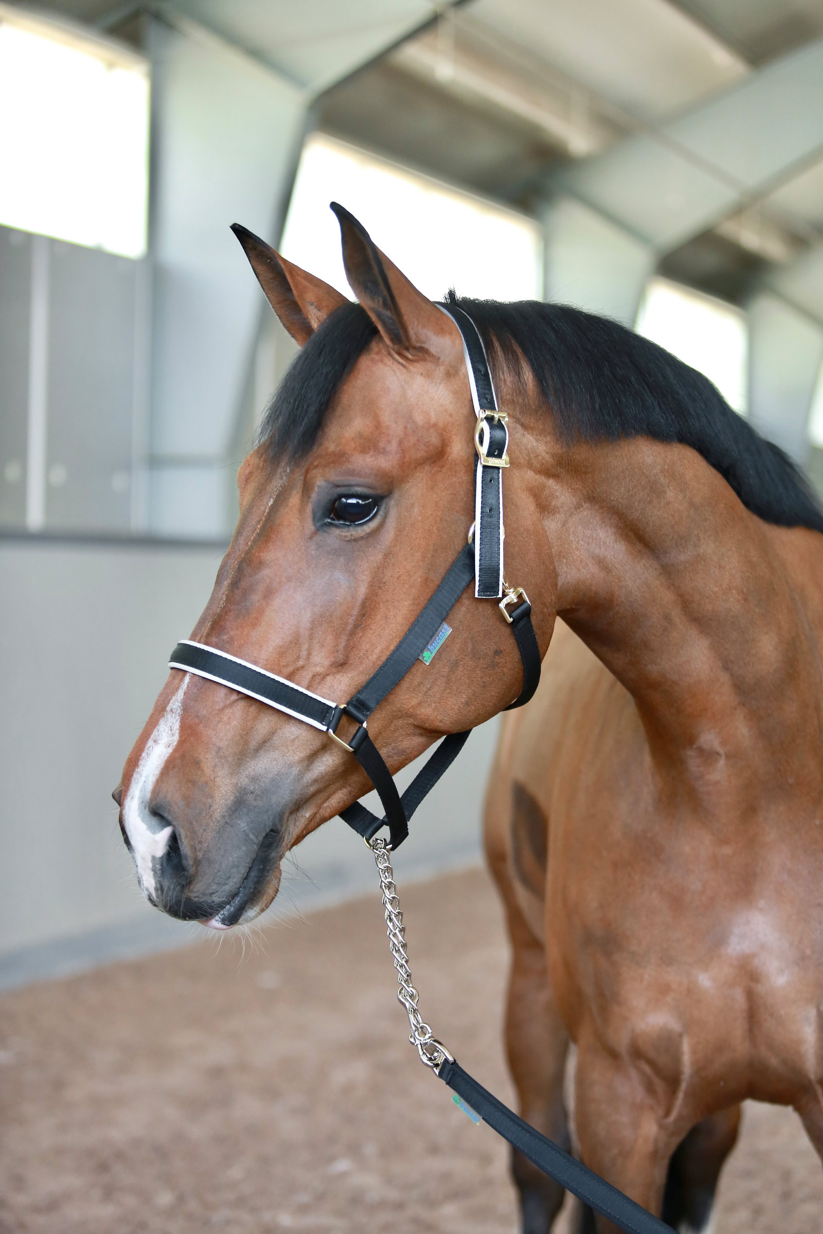 Bucas Show-Line Stallion Chain/Lead