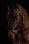 Schockem&ouml;hle Sports Westminster Bridle