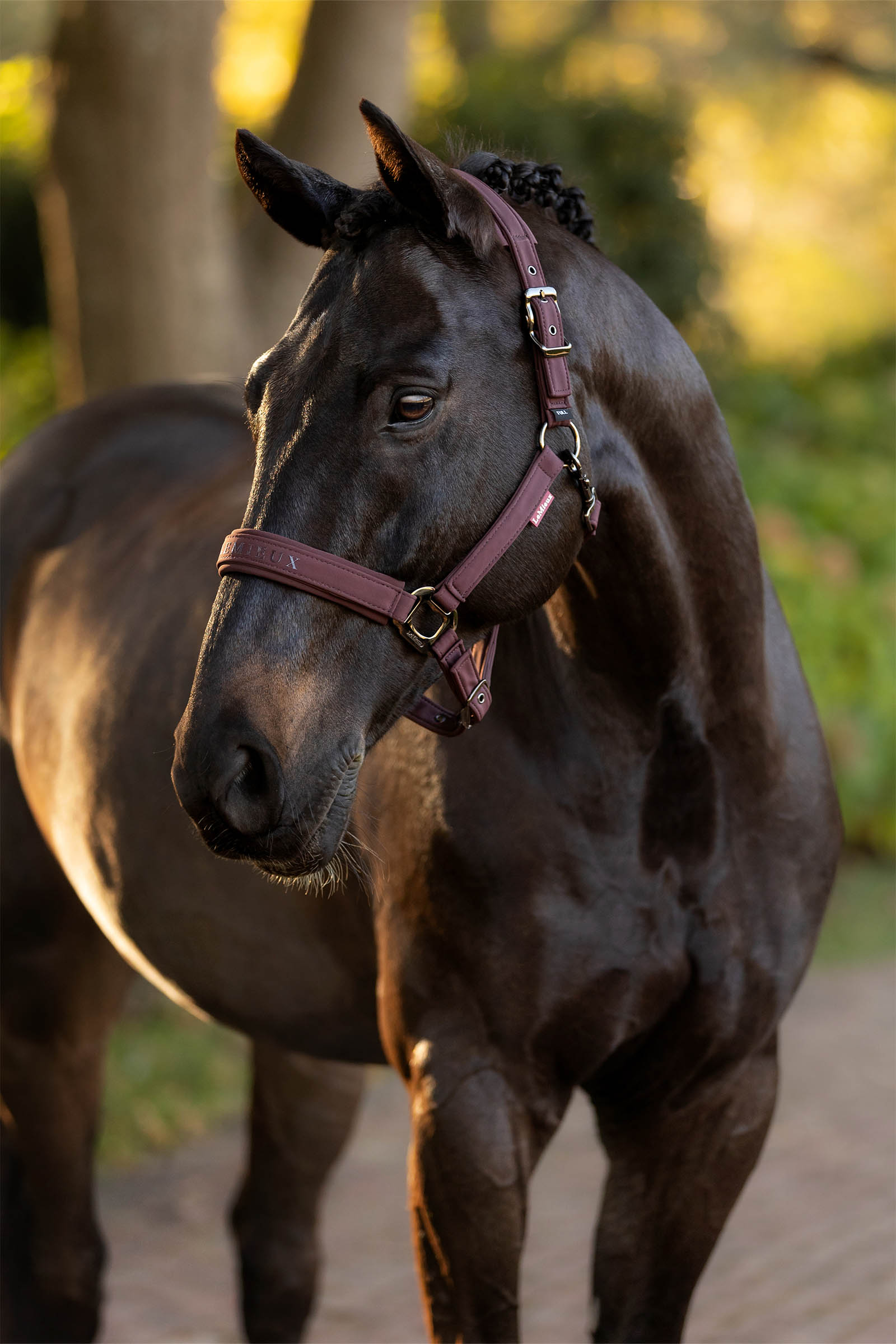 LeMieux Essence Headcollar