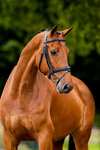 BR Cheltenham Bridle 