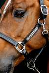 Horseware Signature Leather Headcollar
