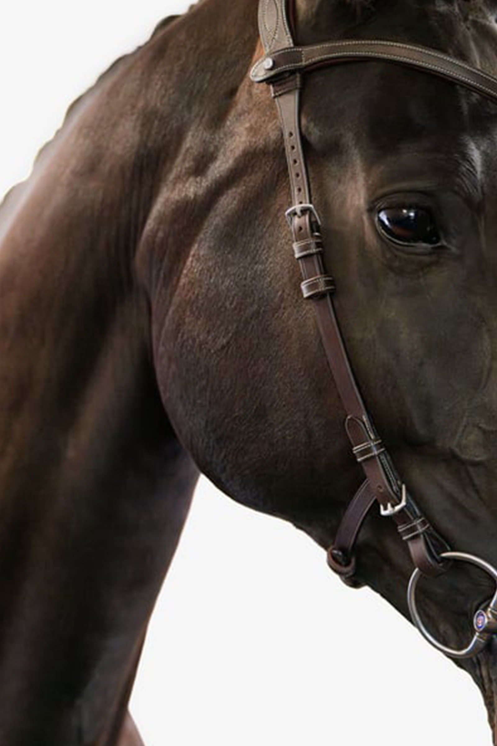 PS of Sweden Bridle Helsinki