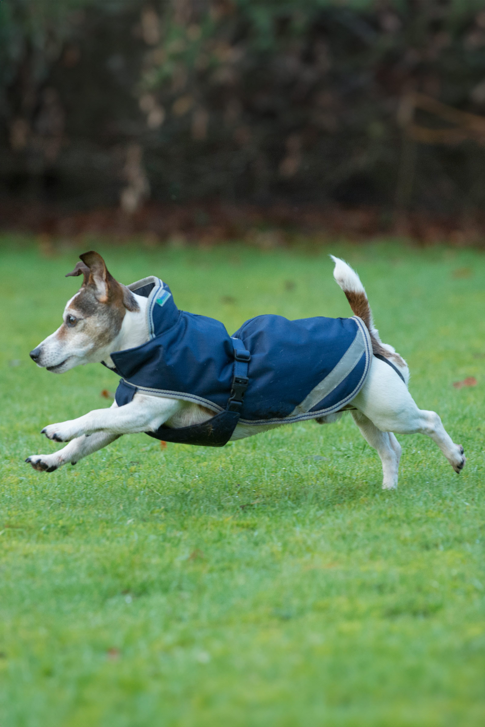 Bucas Freedom Dog Rug, 50g (30-45 cm)