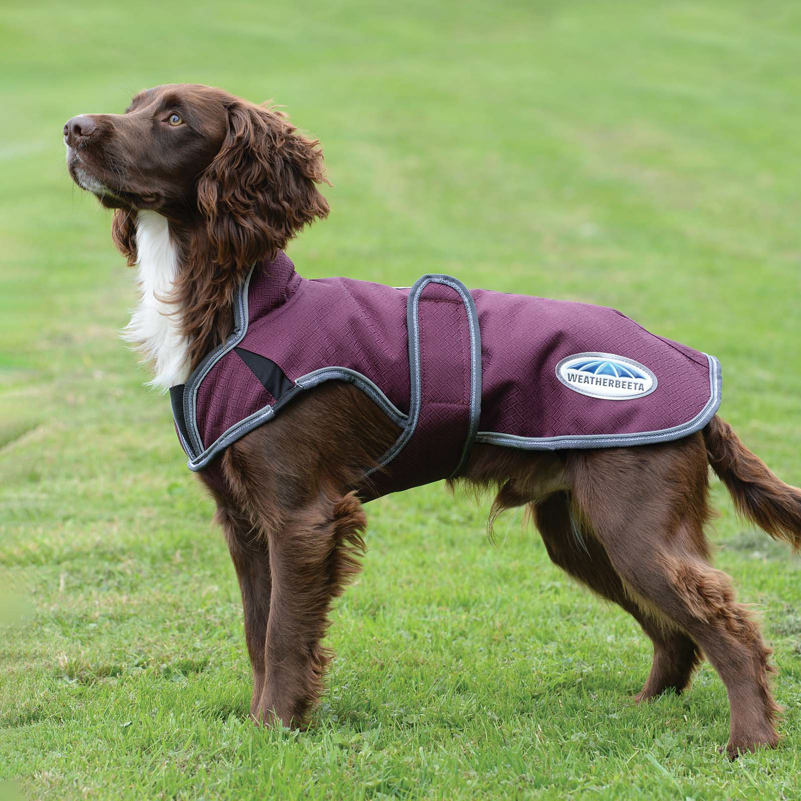 Weatherbeeta Comfitec Premier Free Parka Deluxe Dog Coat, 220g