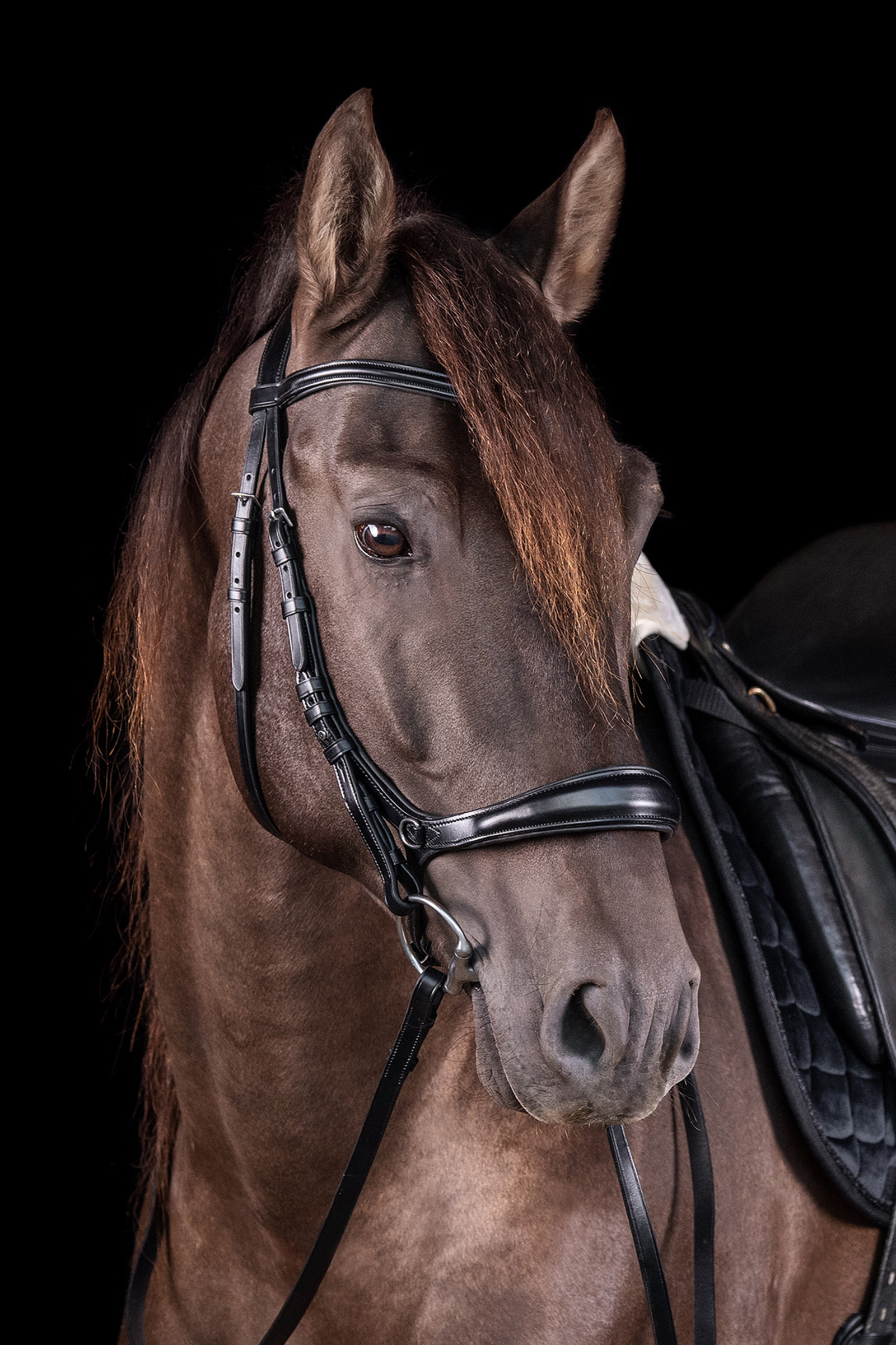 Schockemöhle Sports Equitus Theta 3in1 Bridle