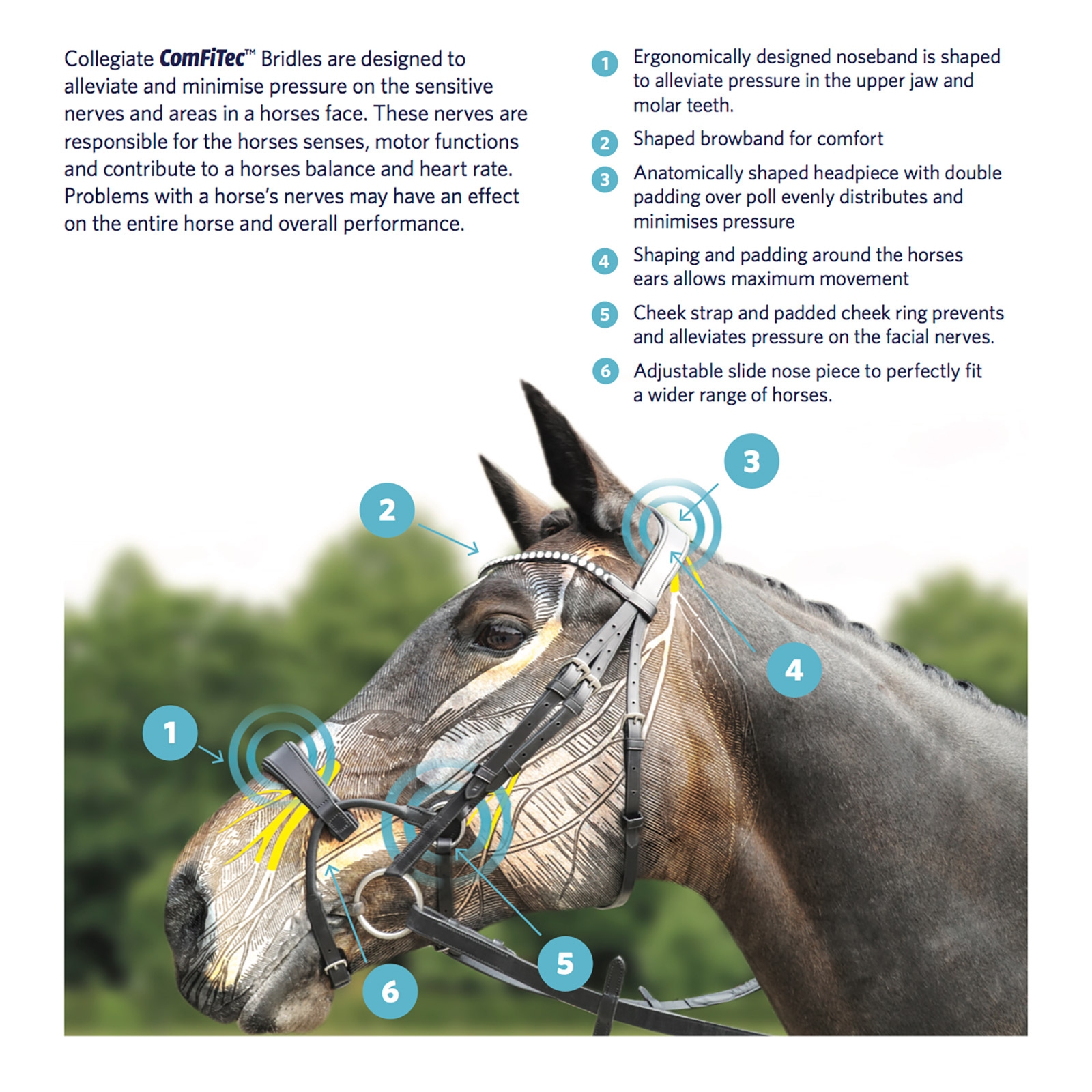 Collegiate ComFiTec Training Bridle