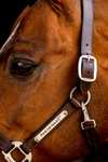 Horseware Signature Leather Headcollar