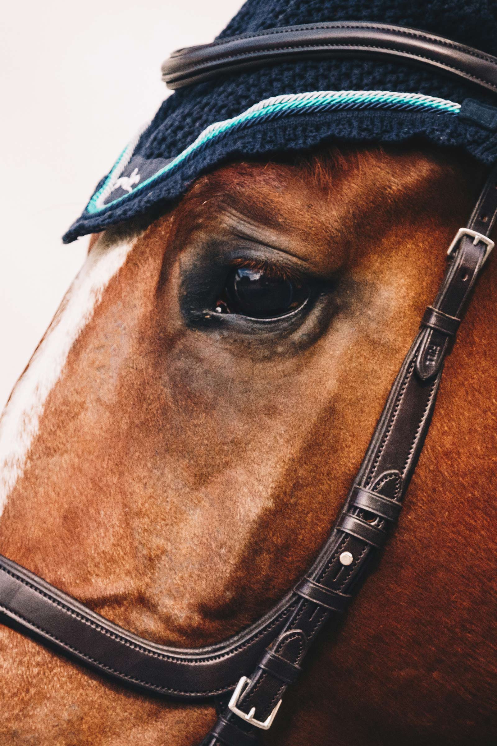 Schockem&ouml;hle Sports Equitus Delta Bridle