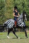 Bucas Buzz-Off Zebra Fly- and Riding Rug