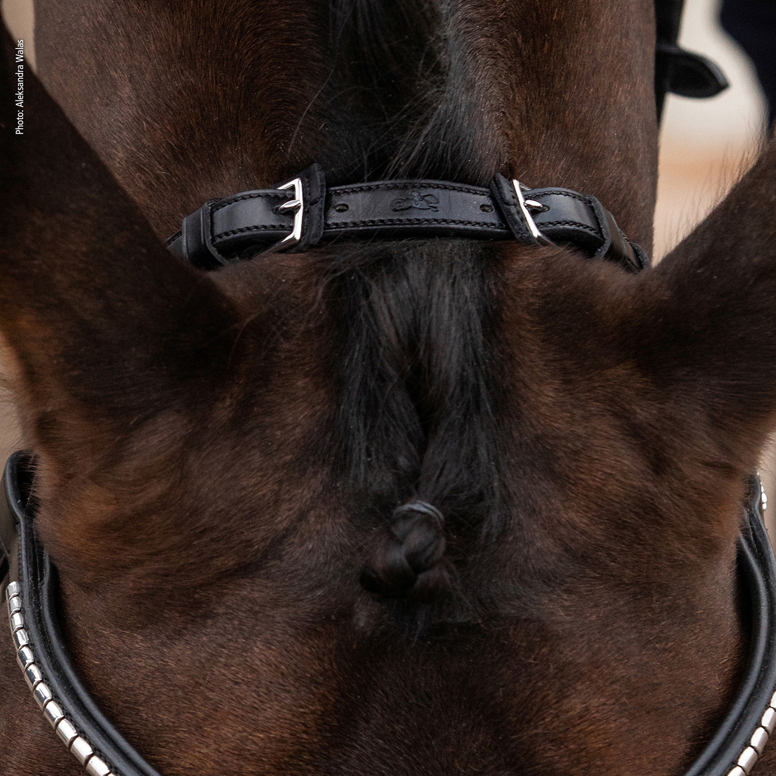 Schockemöhle Sports Equitus Rho Headpiece