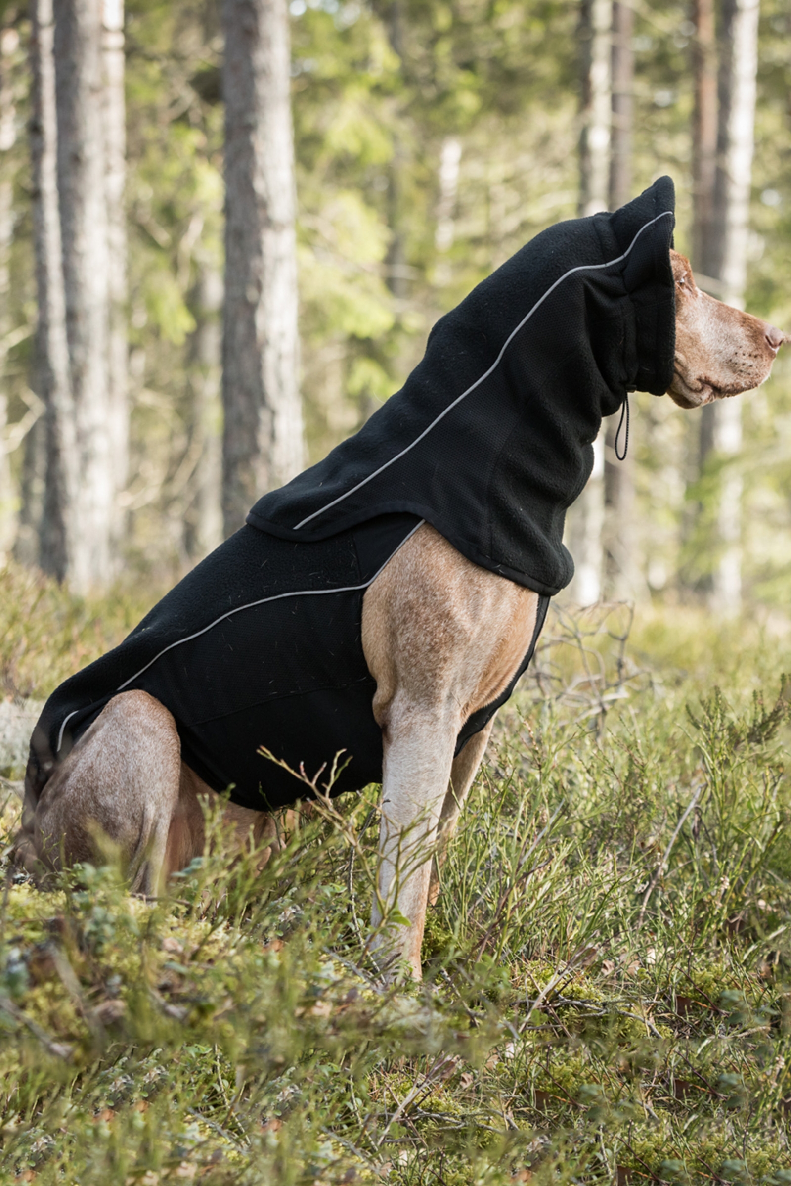 Back on Track Benji Dog Neck Warmer