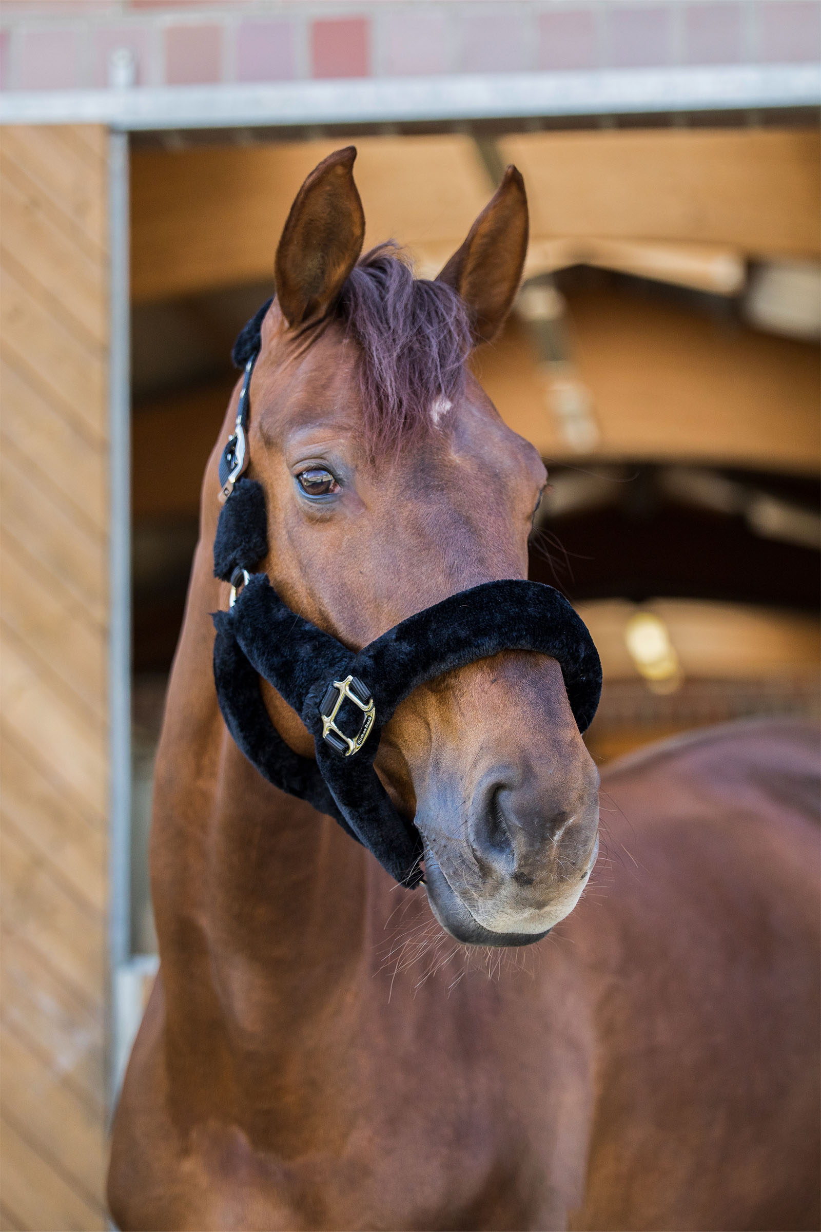 Back on Track Audrey Halter