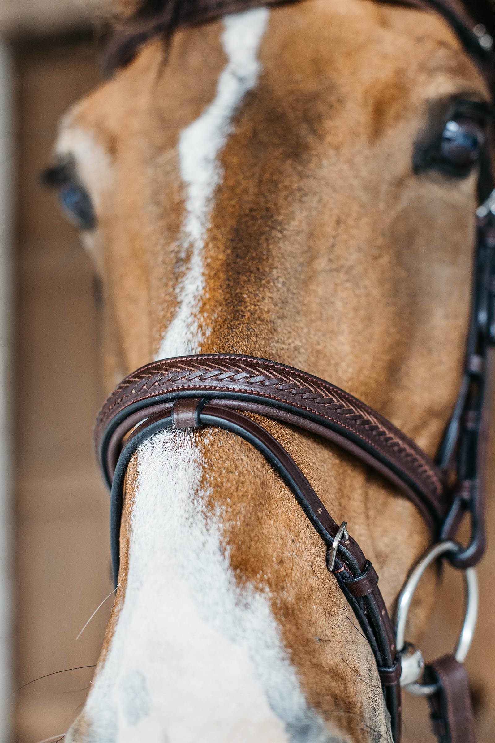Dy'on New English Plaited Bridle With Flash Noseband 