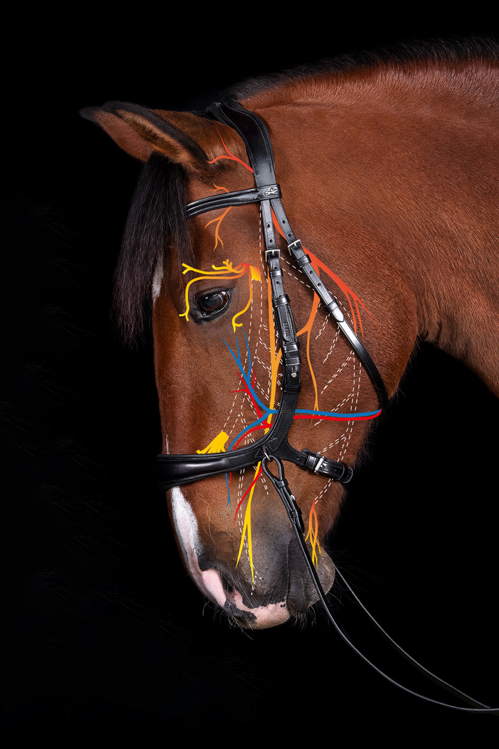 Schockemöhle Sports Equitus Theta 3in1 Bridle