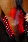 Horseware LED Red Light Therapy Hock Boot (1 pc.)