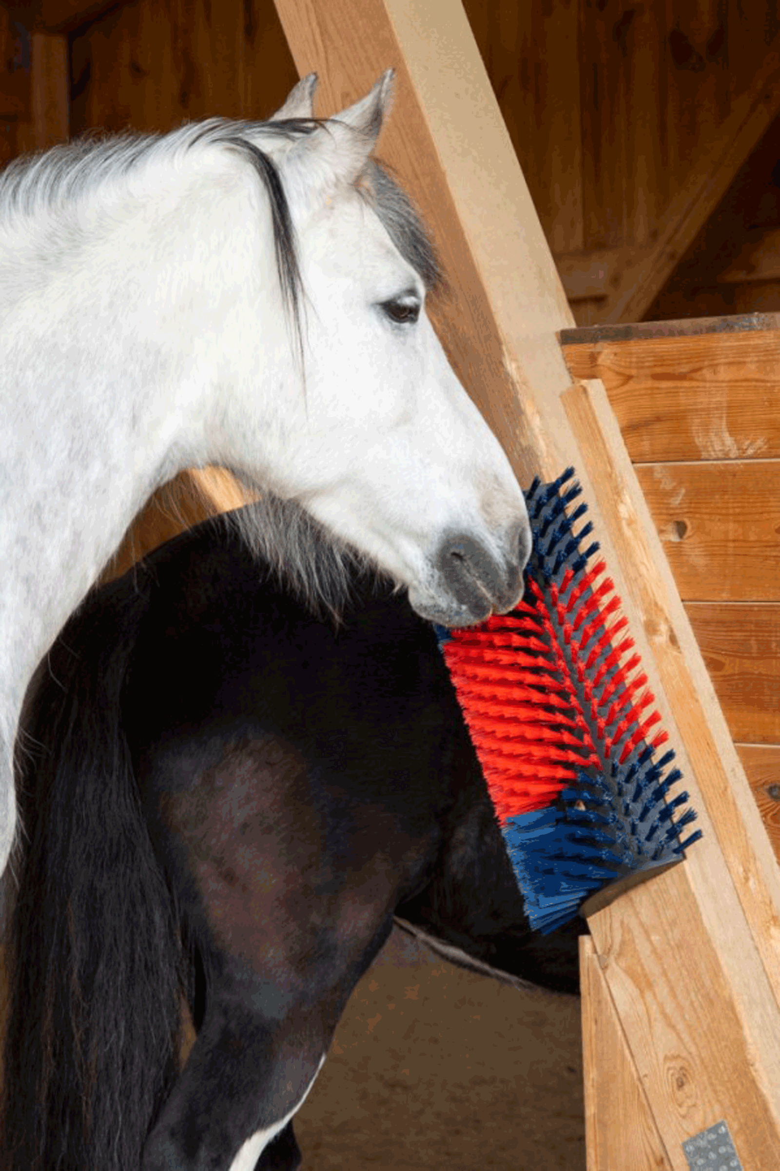 Kerbl XL Scratch Brush, Round